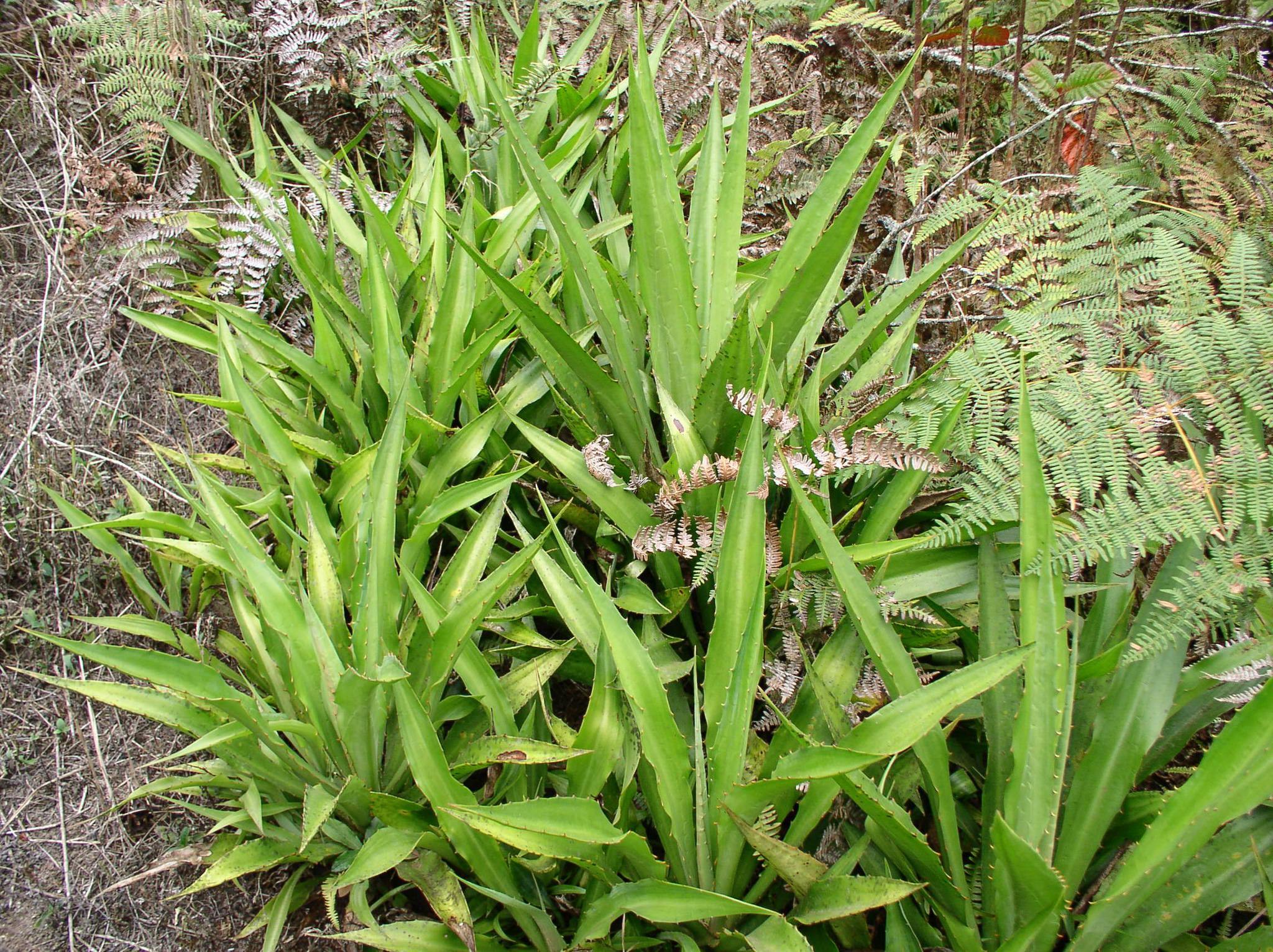 Furcraea cahum